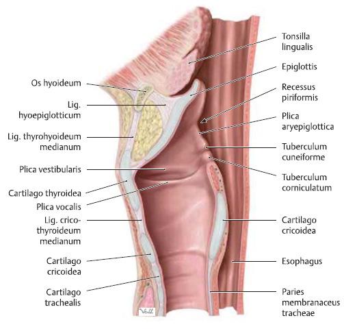 cuneiforme, incisura interarytenoidea.