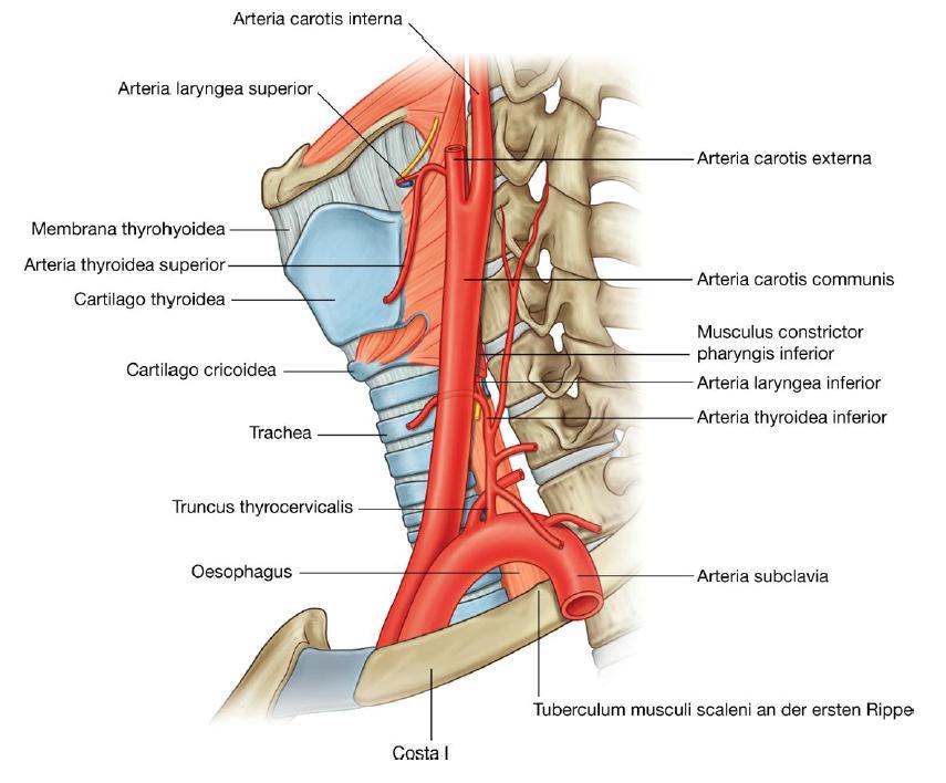 A gége artériái A. laryngea superior A.