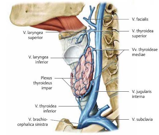 thyroideae superior Vv. thyroideae media Vv.