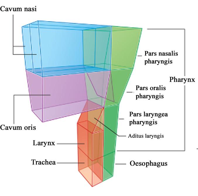 A B A. hiatus semilunaris(1), cellulae ethmoidales antt. (2), mediales(3), postt.