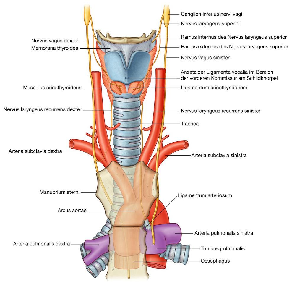 A gége beidegzése Ganglion nodosum Ganglion nodosum + ggl. cervicale superius n. laryngeus superior r. internus r. externus sensoros ág: lig. vocale feletti mucosa motoros ág: m.