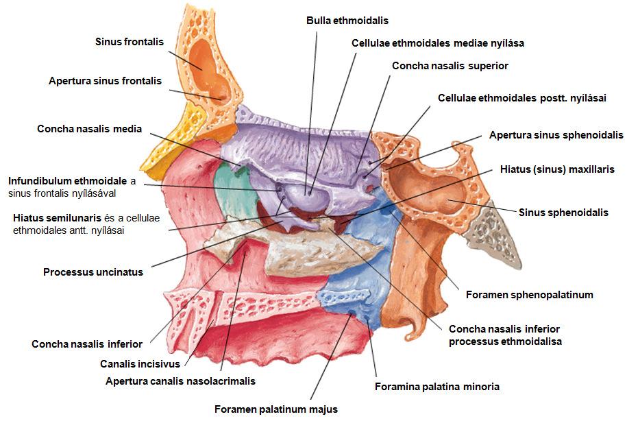 Az orrüreg reg összeköttetései* A nyílás neve Hová vezet?