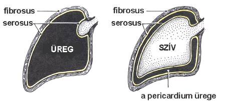 A szívburok (pericardium) Pericardium parietale Cavum