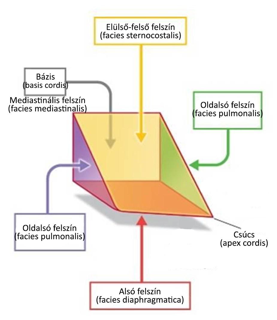 Szív felszínei Facies sternocostalis Facies