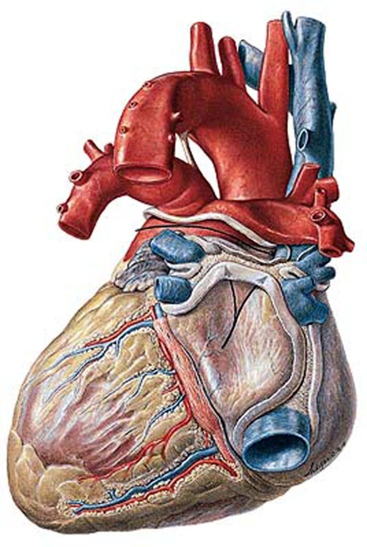 Basis cordis Facies