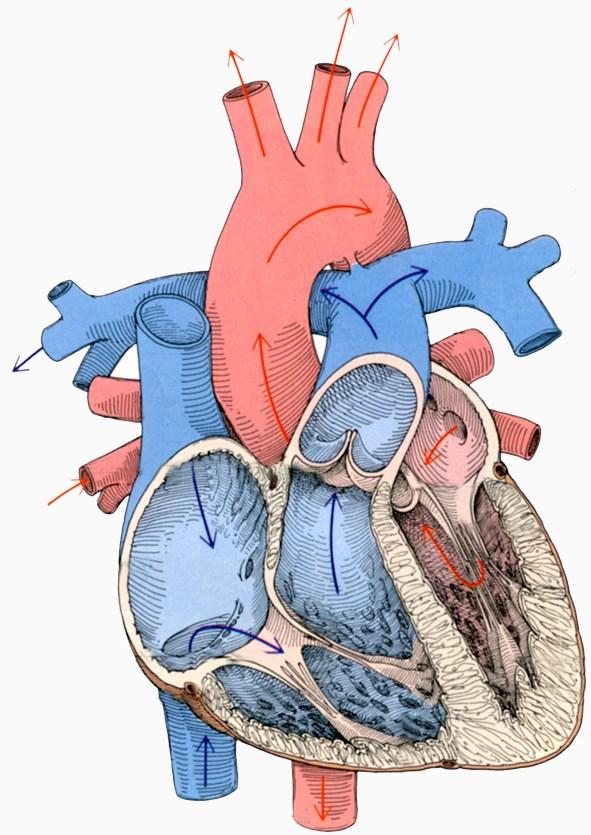 A szív üregei, a vér áramlási iránya Aortaív Truncus pulmonalis Vena cava superior Jobb pitvar (atrium dextrum) Bal pitvar
