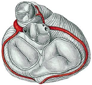 A szív vérellátása A percvolumen kb. 5-10 %-a a szívizom táplálására szolgál. A koszorúerek a nagyvérkör részei ( vasa privata et publica ).
