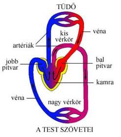 Erek ARTÉRIÁK Átmérő Falvastagság 1. Nagy elasztikus >10 mm 2 mm Aorta és elsődleges ágai 2. Nagy musculáris 2-10 mm 1-2 mm 3. Középnagy artéria 4. Kis artéria 0,1-2 mm Még preparálható 5.