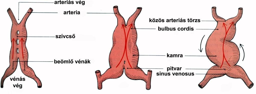 Szívcső és