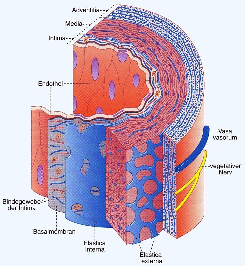 Tunica intima Tunica