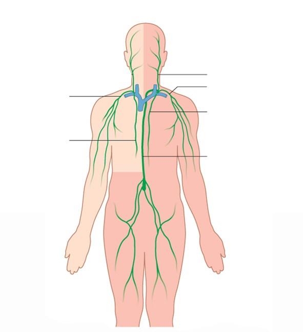 Nyirokkeringés Truncus subclavius dextra Truncus bronchomediastinalis dextra Truncus jugularis Truncus subclavius