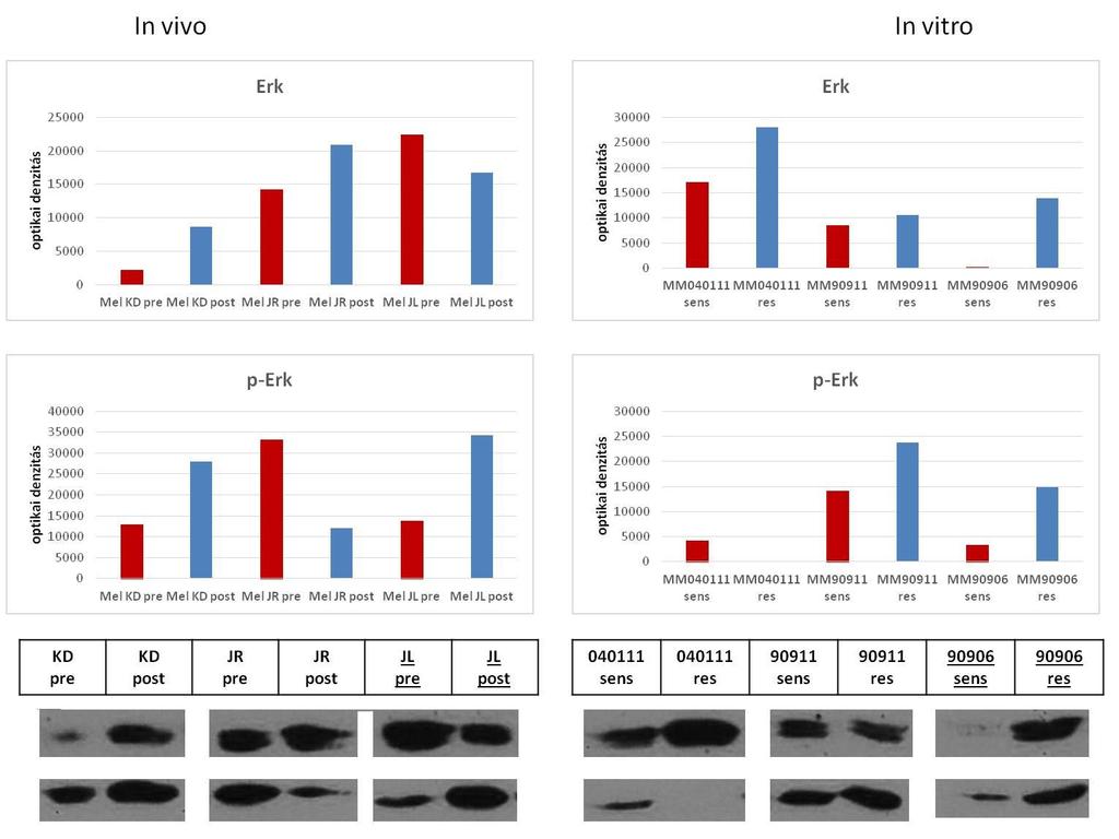 6. ábra. Az Erk1/2 és p-erk1/2 fehérje immunoblotos előhívásának eredménye és a denzitometrálás eredménye Az immunoblotos előhívások eredményei az ábrák alsó részén láthatóak.