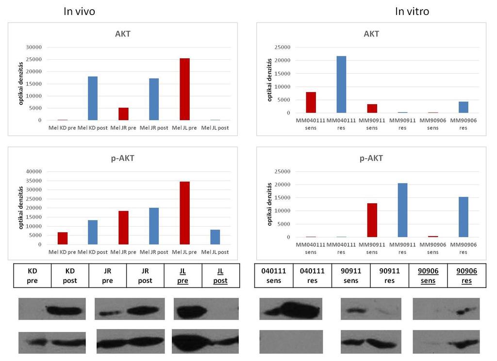 5.3.2. PI3K PTEN/AKT Vizsgáltam a növekedési faktor jelpálya PI3K PTEN/AKT részletének downstream elemeinek expresszióját és aktivációját.