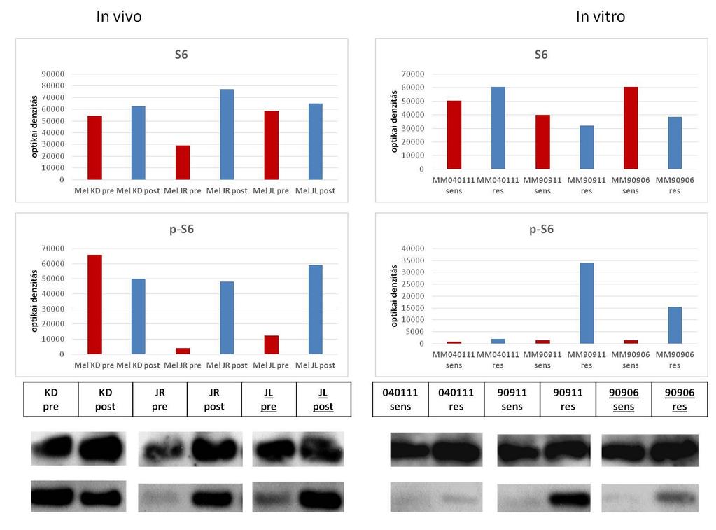 Az AKT aktiváltságát foszfo-specifikus ellenanyagok segítségével vizsgálva, az in vivo sejtvonalpároknál csak egy esetben találtam növekedést a rezisztens sejtekben az aktiváltságot tekintve, a MelKD