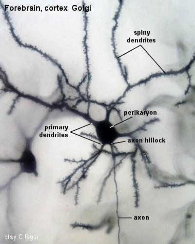 Közvetett kommunikációra specializált sejtek: neuronok