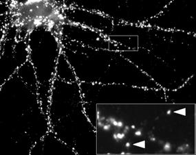 Egy neuronon több ezer szinapszis található.