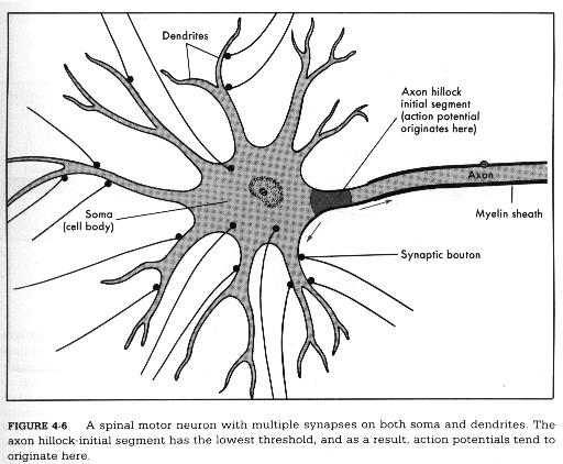 neurotransmitter molecules: ingerületátvivő anyagot tartalmazó vezikulák part of degraded neurotransmitter: hatástalanított