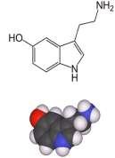 EnteroChromaffin Cells Also vasodilatation, but more indirect Evokes N.O.