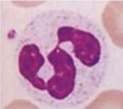 are attractants for PMNs (>40) LYSOMAL CONSTITUENTS PRIMARY Also called AZUROPHILIC, or NON-specific Myeloperoxidase Lysozyme (Bact.