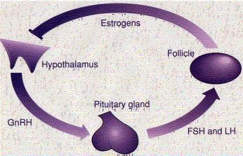 Hipotalamusz, hypophysis gonadotróp hormonok és prolaktin: GnRH: gonadotróp releasing hormon: pubertás kezdetekor nemi érés beindítása