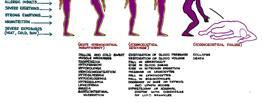 száma csökken => csökkent immunitás Elhúzódó sebgyógyulás Osteoporosis