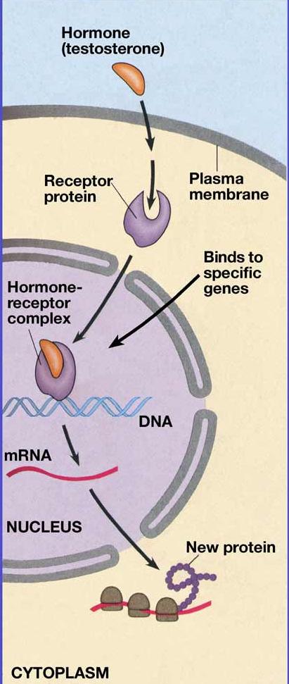 Szállítás Fehérjéhez kötve Metabolizmus Máj inaktiválás glükuronsav konjugáció Vese: ürülés Hatásmechanizmus Lipid