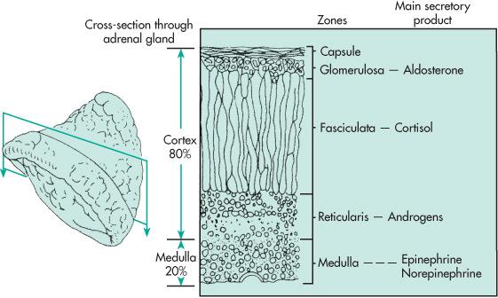 zona fasciculata kortizol kortikoszteron zona reticularis