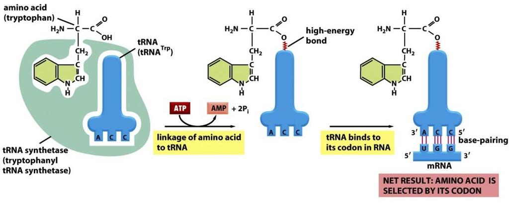 Az aminoacil-trns szintetáz, mind a
