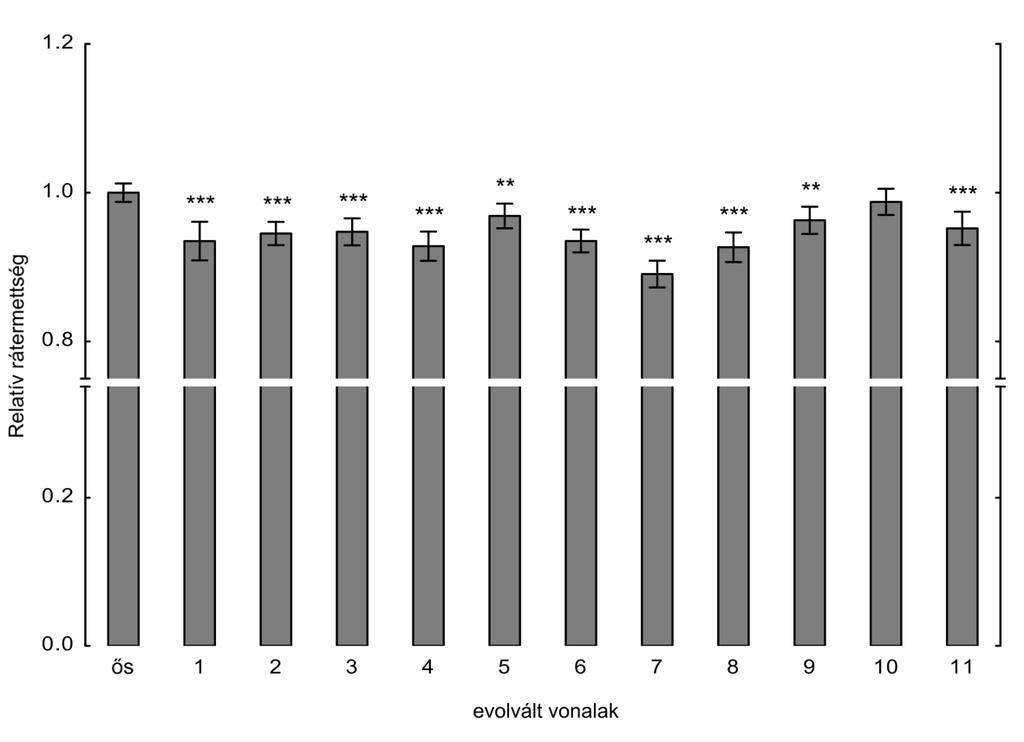 22. ábra. Ősi és evolvált vonalak rátermettsége szénforrásban szegény környezeti feltételek mellett. Az ősi és evolvált vonalak trna szerin CAG -t hordozó plazmidját üres vektorra cseréltük.