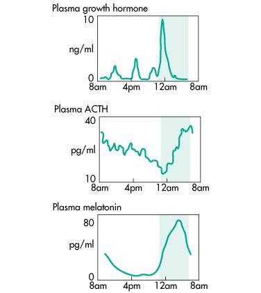 Napszaki hormonszint ingadozások Hormonok kémiai