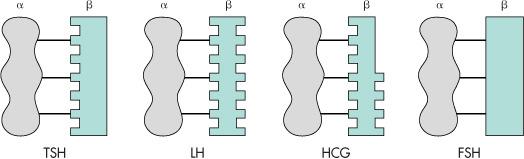 Peptidek Oligopeptidek: Thyroid-releasing hormon (TRH, 3AA) Antidiuretikus hormon (ADH/vasopressin; 9 AA) Oxytocin (9AA) Gonadotropin-releasing hormon (GnRH, 10 AA) Melanocita-stimuláló hormon (MSH;