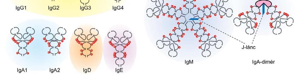 cukor oldalláncok IgA Nehézláncok elnevezése (izotípusok):