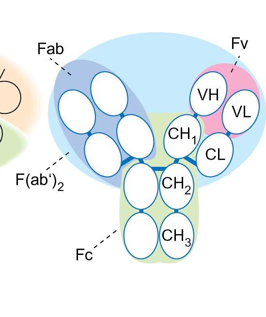 Ellenanyag variábilis domén, ill.