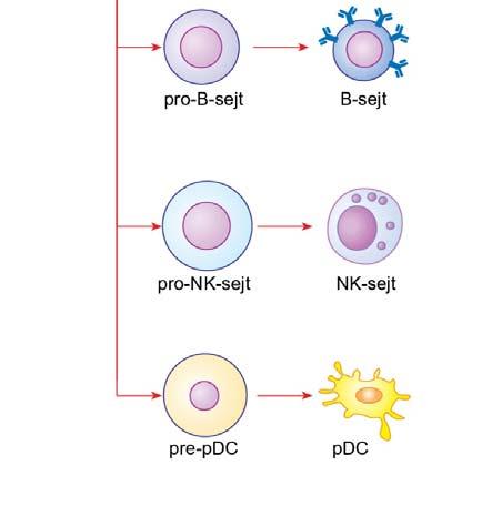 3.3. ábra Hemopoézis A limfoid vonal sejtjei Az adaptív