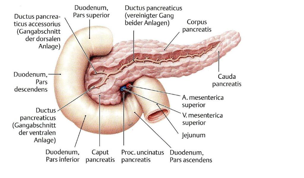 Pancreas Anatómiai szakaszai: 2. 1. caput pancreatis (L1-L2) tuber omentale (caput és corpus határán) processus uncinatus incisura pancreatica (a. et v. mesenterica superior) 3. 2. corpus pancreatis 3.