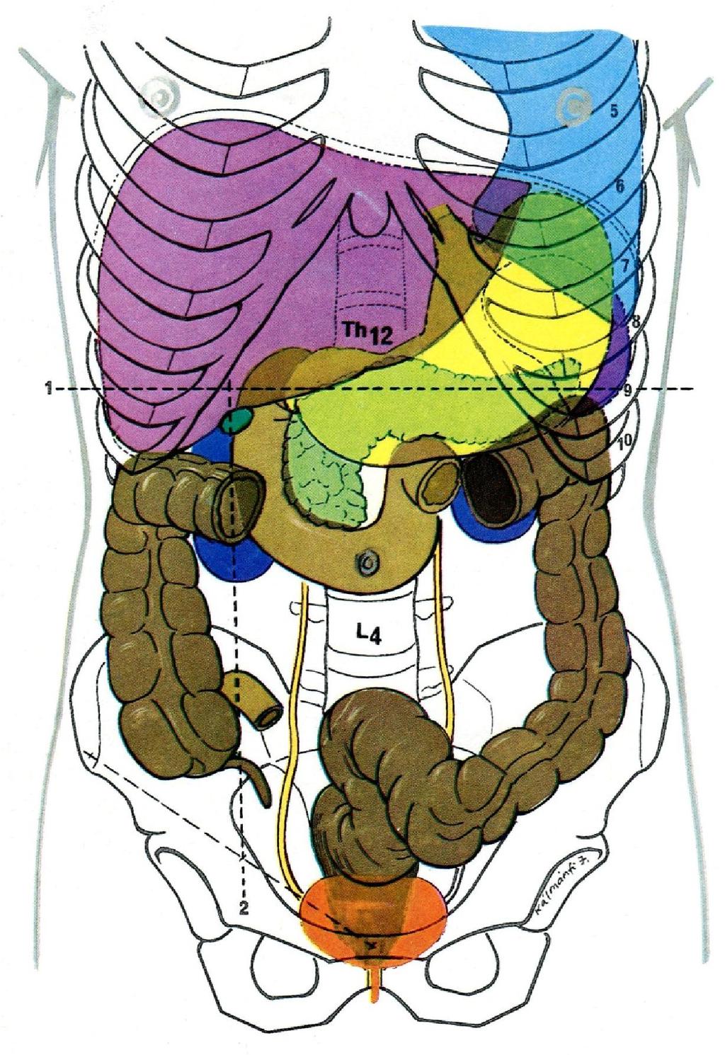 Hasűri szervek vetülete a hasfalra 1. 2. 3. 4. 5. 6. 7. 8. 9. 1. regio hypochondriaca dextra: hepar, vesica fellea, flexura coli dextra 2.