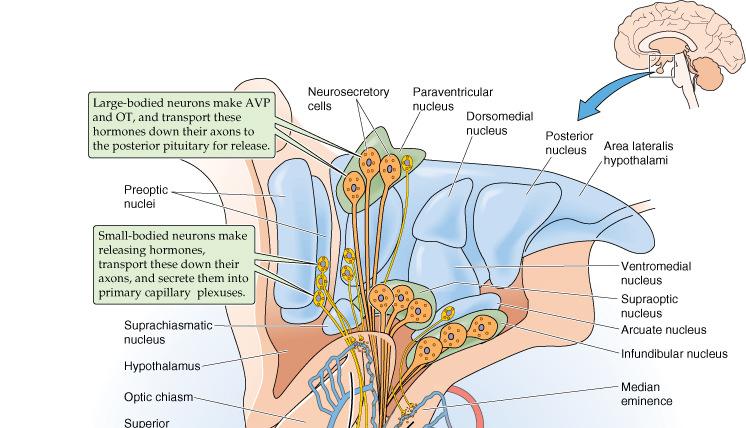 Laterális hypothalamus: éhség