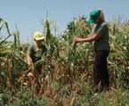 njivama, pa tako stručnjaci procenjuju da je na području Kikinde najgore prošao rod kukuruza, pošto na skoro trećini zasejanih površina nema prinosa ili ga ima veoma malo.