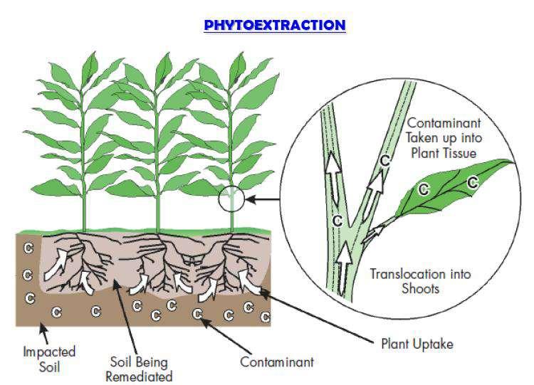 Fitoextrakció Szennyezőanyagok kivonása hiperakkumuláló vagy nagy biomassza tömeget képző növényekkel Hatékonyságot befolyásolja: -Fémek mennyisége és biológiai hozzáférhetősége (adalékanyagok pl.