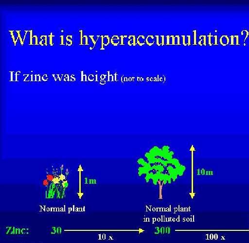 Hiperakkumuláló növények Kb.