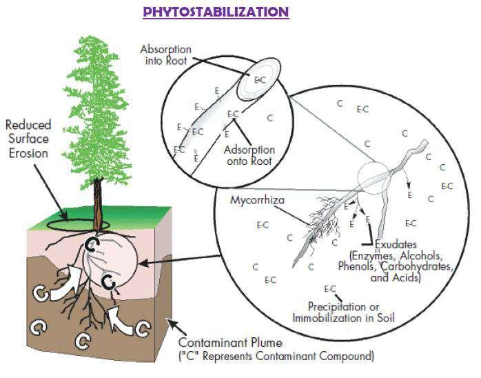 Fitostabilizáció Szennyezőanyagok mobilitásának csökkentése növények (és adalékanyagok) segítségével.