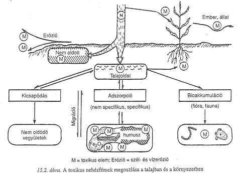 Toxikus fémek megoszlása a talajban