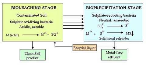 Biológiai kicsapás http://lifesci.dundee.ac.