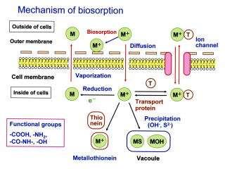 Bioszorpció és bioakkumuláció Bioszorpció: élő vagy elpusztult biomasszán Fizikai-kémiai mechanizmusok, metabolikusan passzív Bioakkumuláció: sejten belül Kicsapódás / sejten belüli struktúrákhoz,