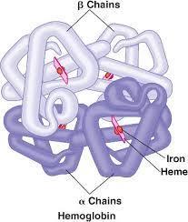 csoport (vörös) + globin (4