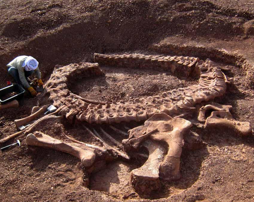 Român de Paleontologie, găzduit de Universitatea din București.