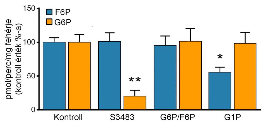 A F6P felvételének további lehetséges módja a nem specifikus glukóz-foszfát transzporteren (GPT) keresztül való bejutás, ahogy azt korábban már humán fibrocita mintákban leírták [114].