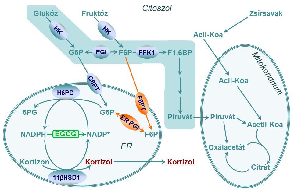 25. ábra A kortizol prereceptoriális aktiválódását befolyásoló tényezők A F6P citoplazmatikus koncentrációját a glukóz, a fruktóz, vagy a zsírsavak szintjének emelkedése is növelheti.