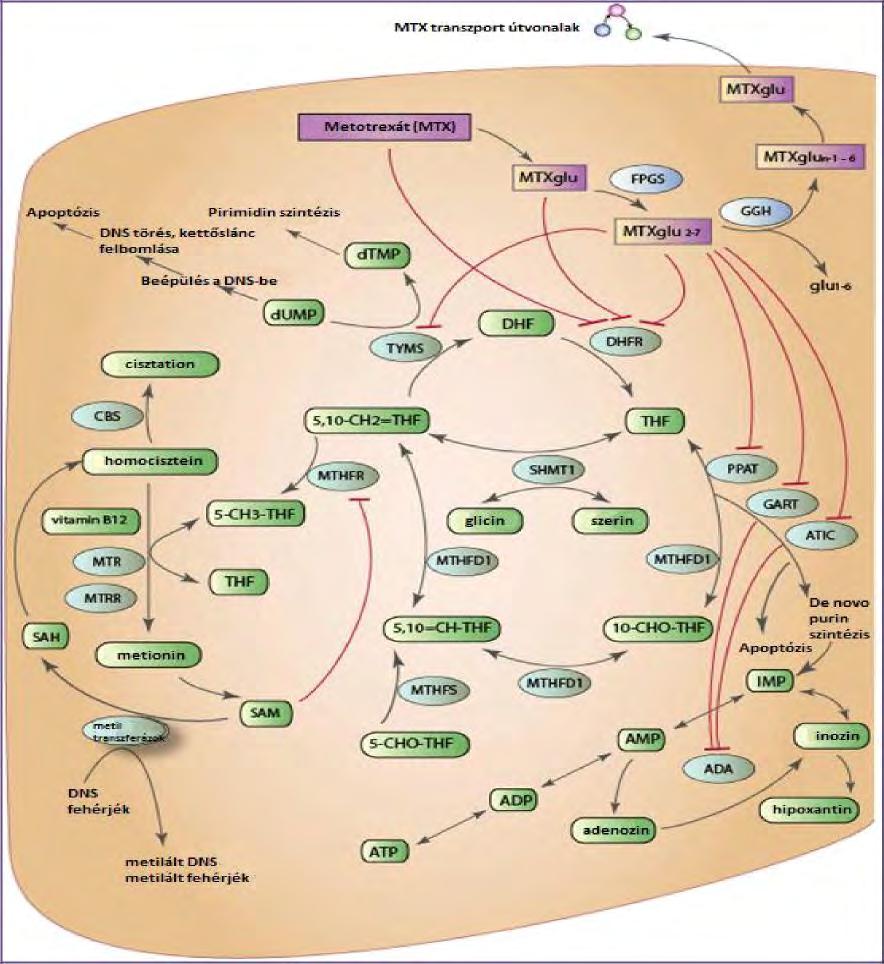 METOTREXÁT (4-AMINO-10-METIL-FOLSAV) folilpoliglutamát szintetáz: a sejtben negativ töltésű polyglutamált(mtxpg) forma dihidrofolát reduktáz(dhfr) enzim kompetitív gátlása a purin (adenin, guanin)