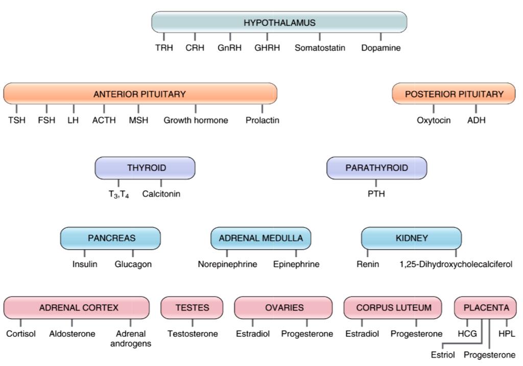Endokrin Rendszer Elülső hipofízislebeny Hátulsó hipofízislebeny VESE Inzulin Glukagon